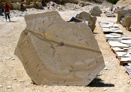 Warfield Quarry Fossil